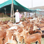 alt="Saudi Clears 351,000 Cattle Imports Ahead of Sacrificial Season"