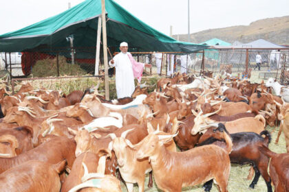 alt="Saudi Clears 351,000 Cattle Imports Ahead of Sacrificial Season"