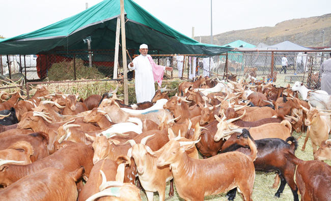 alt="Saudi Clears 351,000 Cattle Imports Ahead of Sacrificial Season"