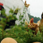 alt="Rent-A-Chicken Frenzy Takes Hold in U.S. During Soaring Egg Prices"