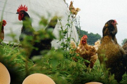 alt="Rent-A-Chicken Frenzy Takes Hold in U.S. During Soaring Egg Prices"