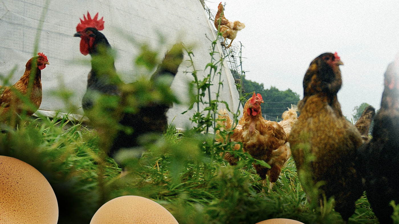 alt="Rent-A-Chicken Frenzy Takes Hold in U.S. During Soaring Egg Prices"