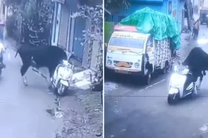 alt="Bull Rides Scooter in Rishikesh, Internet Can't Believe Eyes"