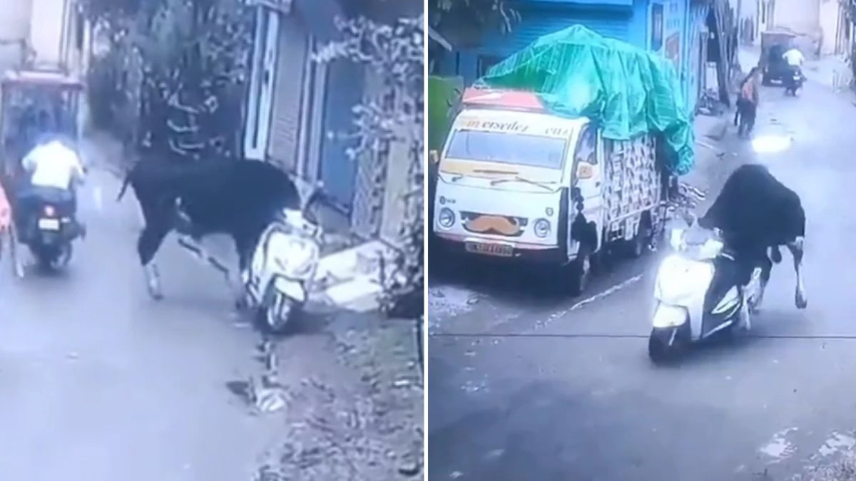 alt="Bull Rides Scooter in Rishikesh, Internet Can't Believe Eyes"