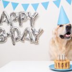 alt=Paws, Cake & Sand: Ava the Golden Retriever Celebrates First Birthday in Dubai""