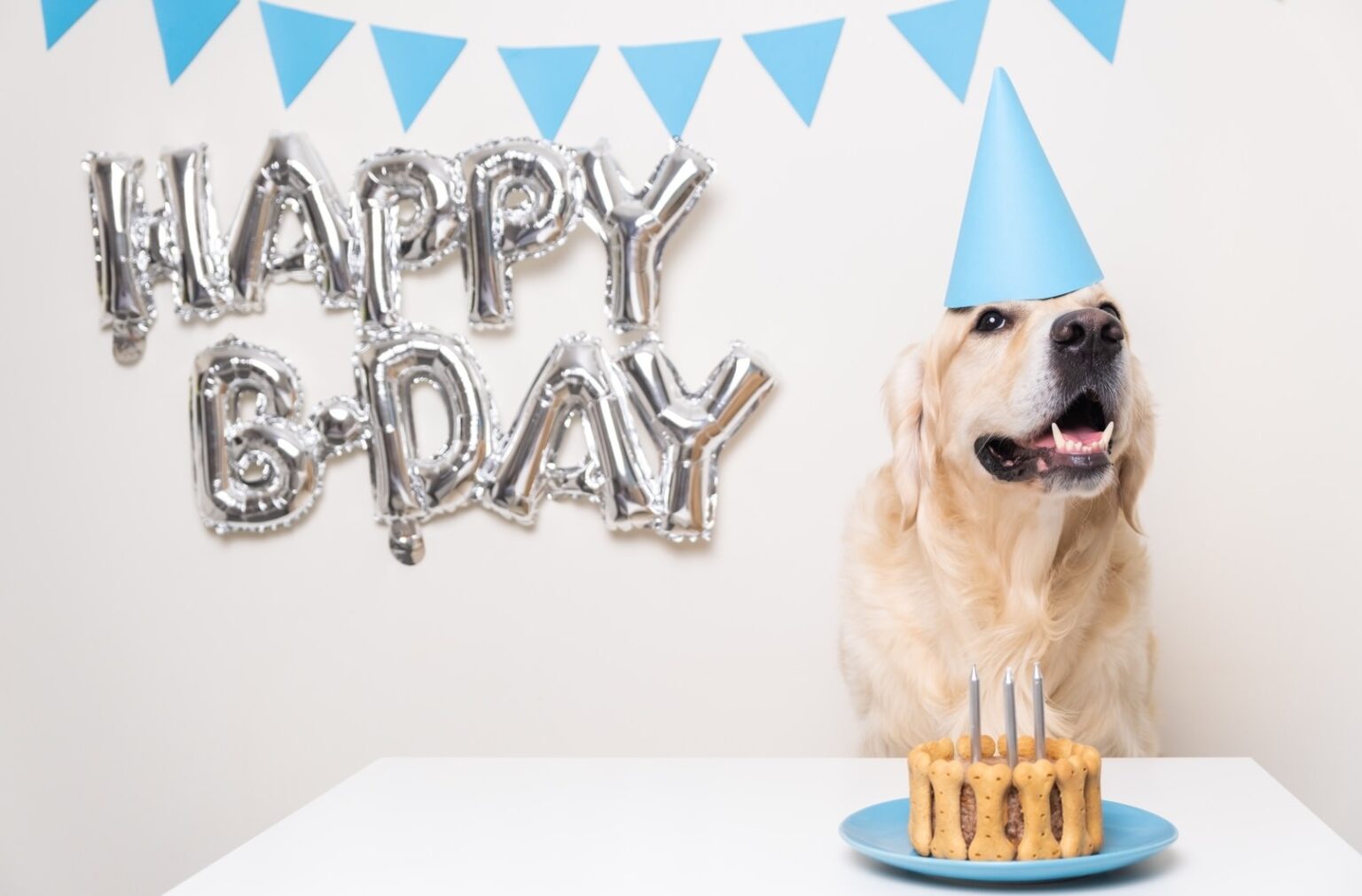 alt=Paws, Cake & Sand: Ava the Golden Retriever Celebrates First Birthday in Dubai""