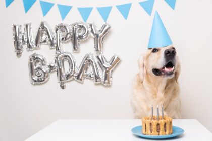 alt=Paws, Cake & Sand: Ava the Golden Retriever Celebrates First Birthday in Dubai""