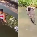 alt="Tourist Attacked by Crocodile After Mistaking It for a Statue"
