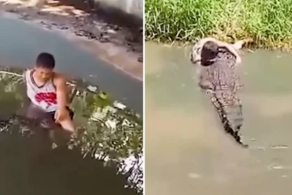 alt="Tourist Attacked by Crocodile After Mistaking It for a Statue"