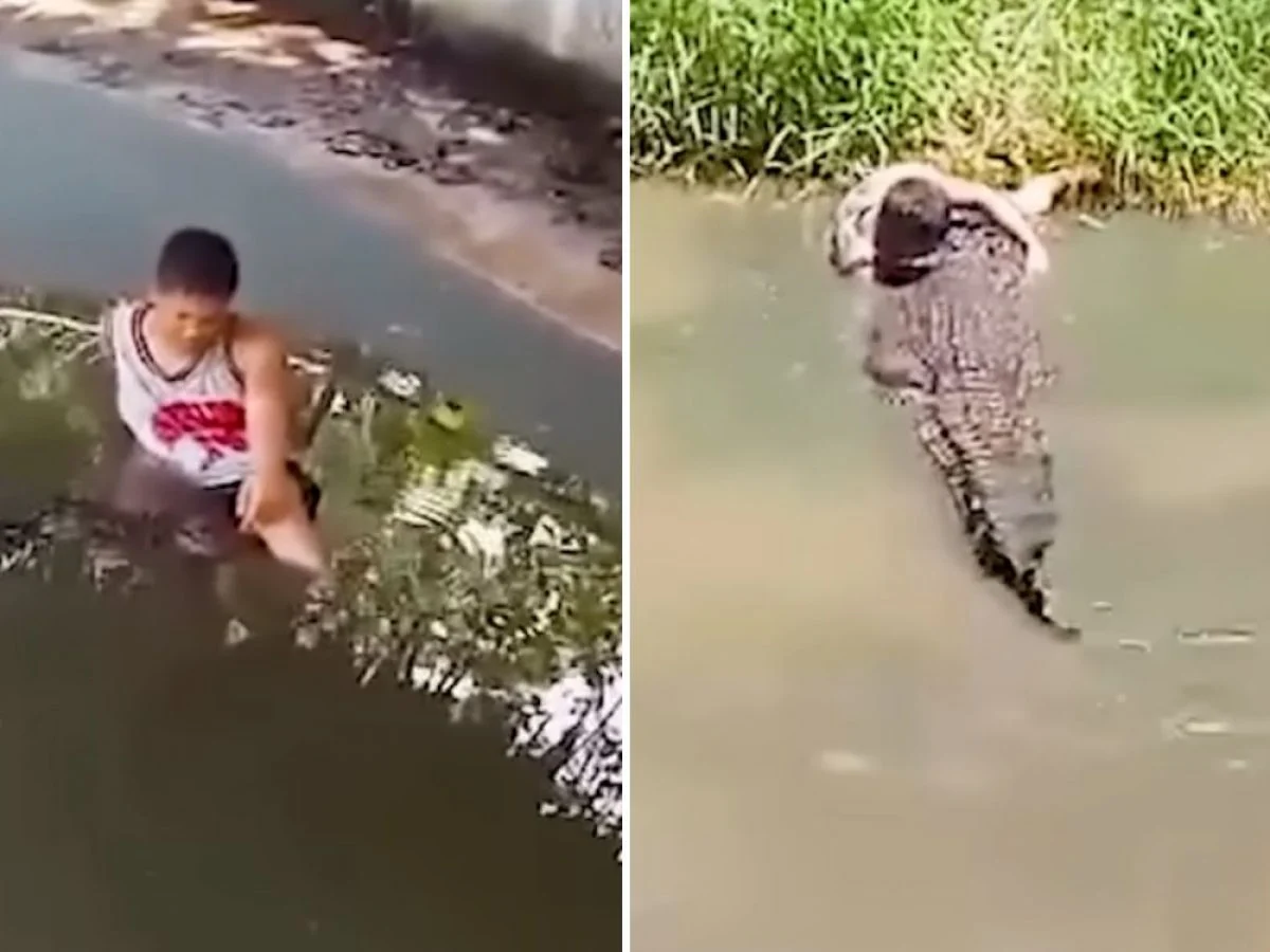 alt="Tourist Attacked by Crocodile After Mistaking It for a Statue"