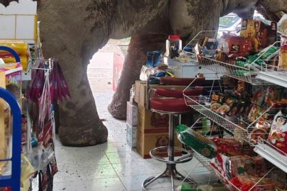 alt="Midnight Munchies: Hungry Wild Elephant raids Thai Grocery Store for Snacks"