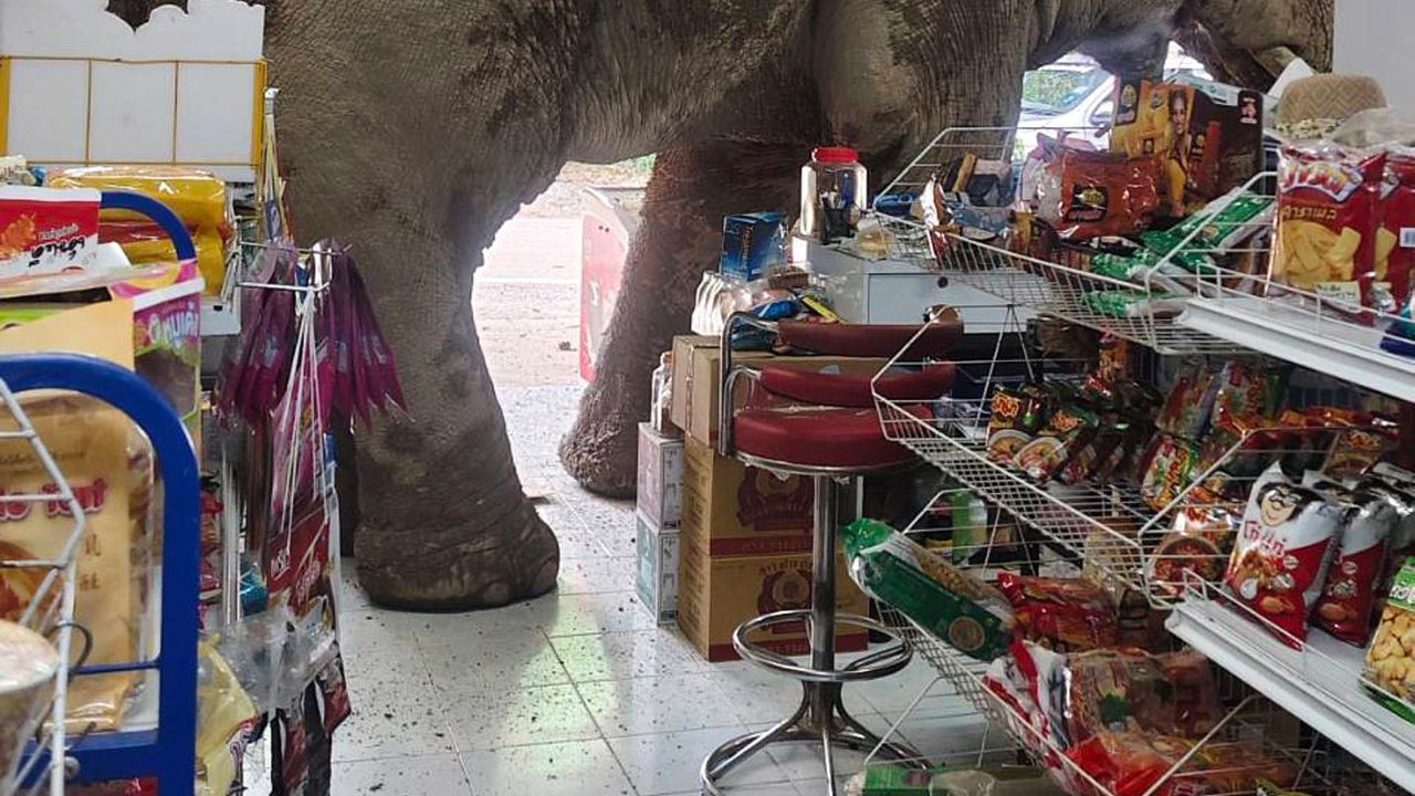 alt="Midnight Munchies: Hungry Wild Elephant raids Thai Grocery Store for Snacks"