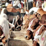 alt="Eid al Adha 2025: Dubai Prepares for 80,000-Livestock Surge with Smart Sacrifice Services"