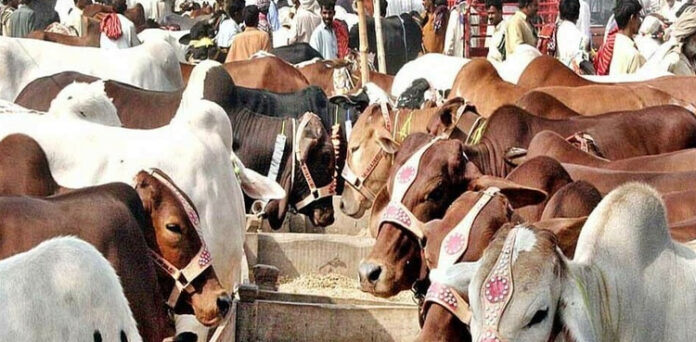 alt="Eid al Adha 2025: Dubai Prepares for 80,000-Livestock Surge with Smart Sacrifice Services"