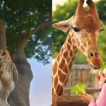 alt="Dubai Safari Park Concludes Record-Breaking Sixth Season with Conservation & Fun at Its Core"