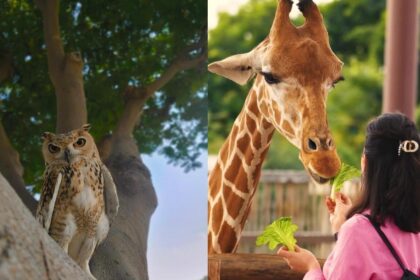 alt="Dubai Safari Park Concludes Record-Breaking Sixth Season with Conservation & Fun at Its Core"