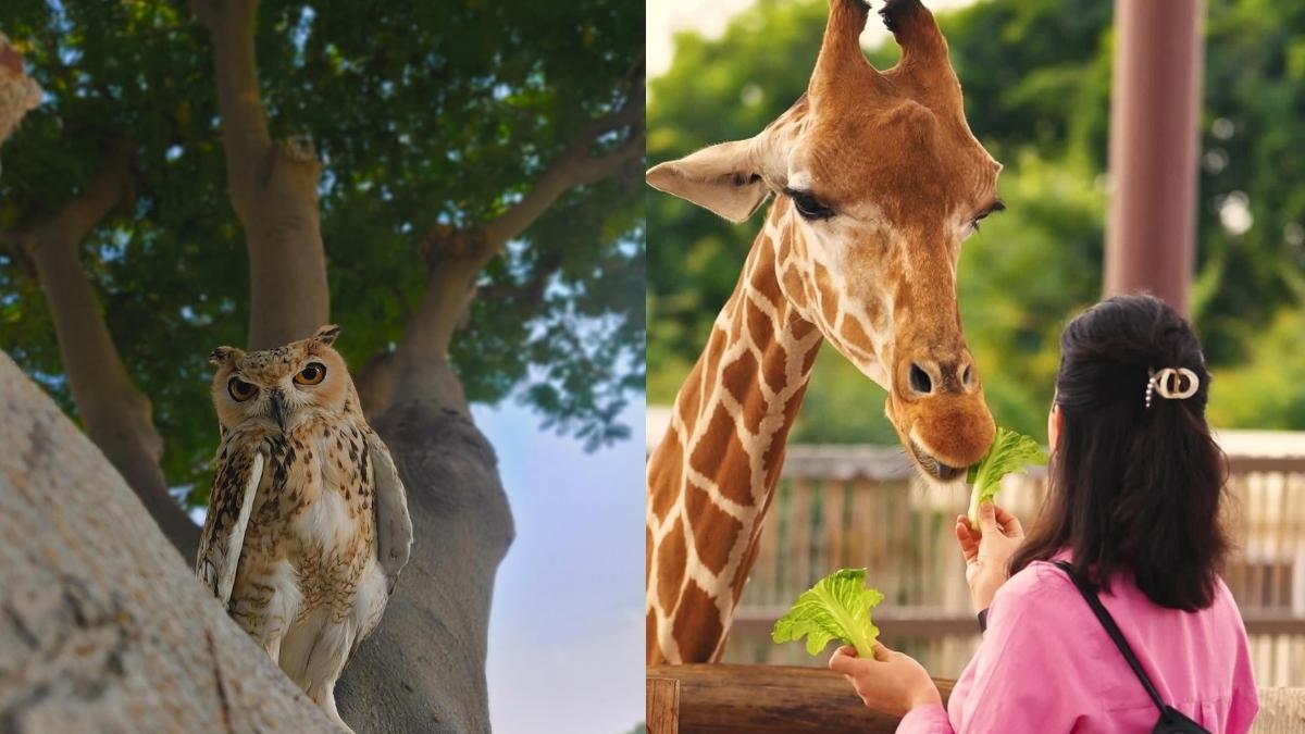 alt="Dubai Safari Park Concludes Record-Breaking Sixth Season with Conservation & Fun at Its Core"