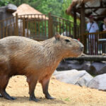 alt="Runaway Rodent No More: China Zoo Captures Capybara After Two Month Chas"