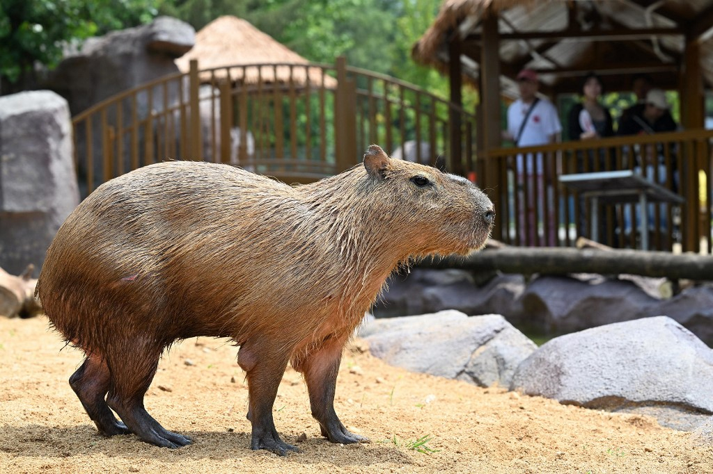 alt="Runaway Rodent No More: China Zoo Captures Capybara After Two Month Chas"