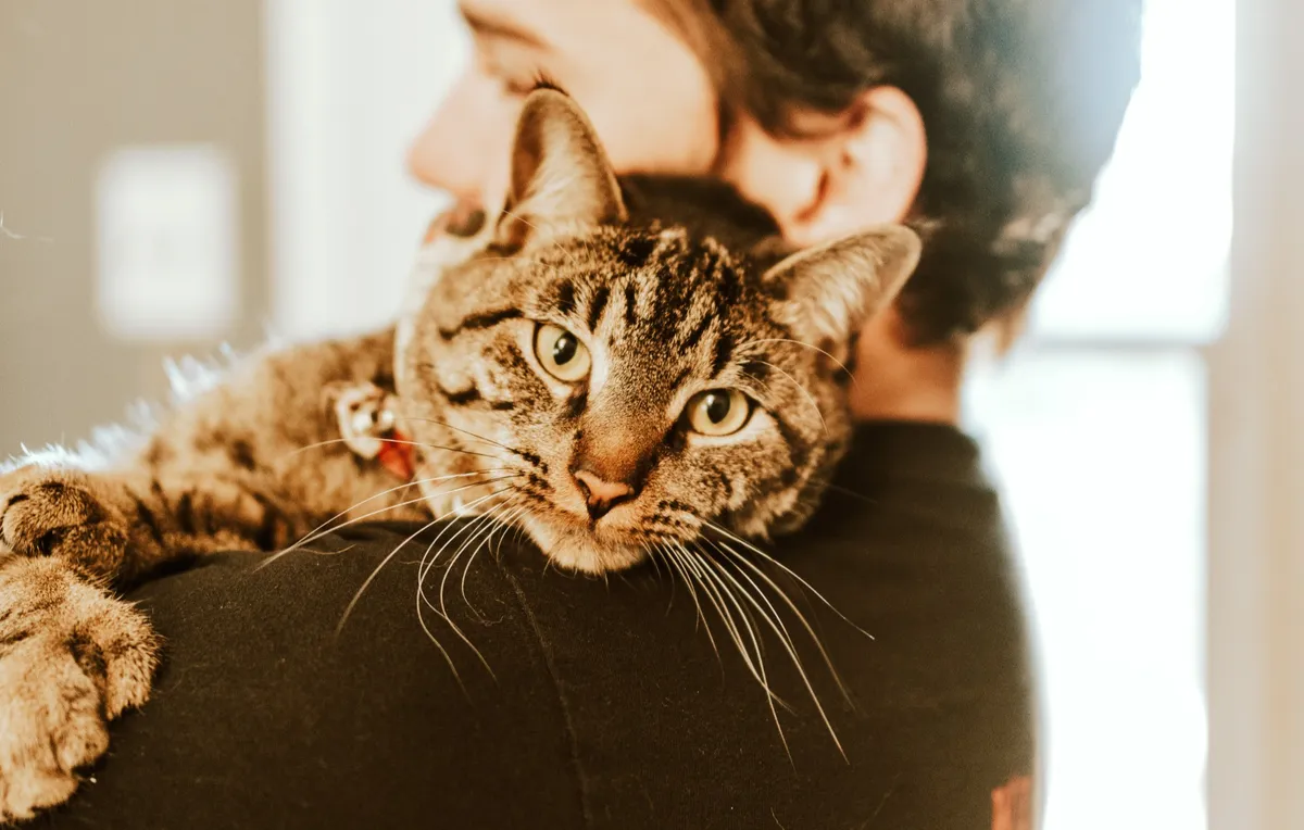 alt="Rescue Cat Heals Our Hearts: From Fear to Fur-Ever Joy"