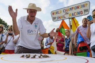 alt="Once again, Slow & Steady triumphs in the quirky snail racing championship held in a UK village"