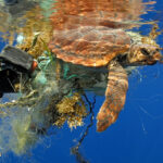 alt="An endangered marine turtle caught in fishing gear is rescued by Dubai Police"