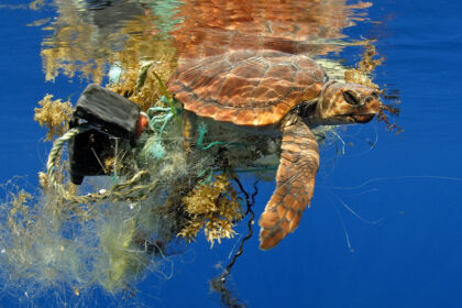 alt="An endangered marine turtle caught in fishing gear is rescued by Dubai Police"