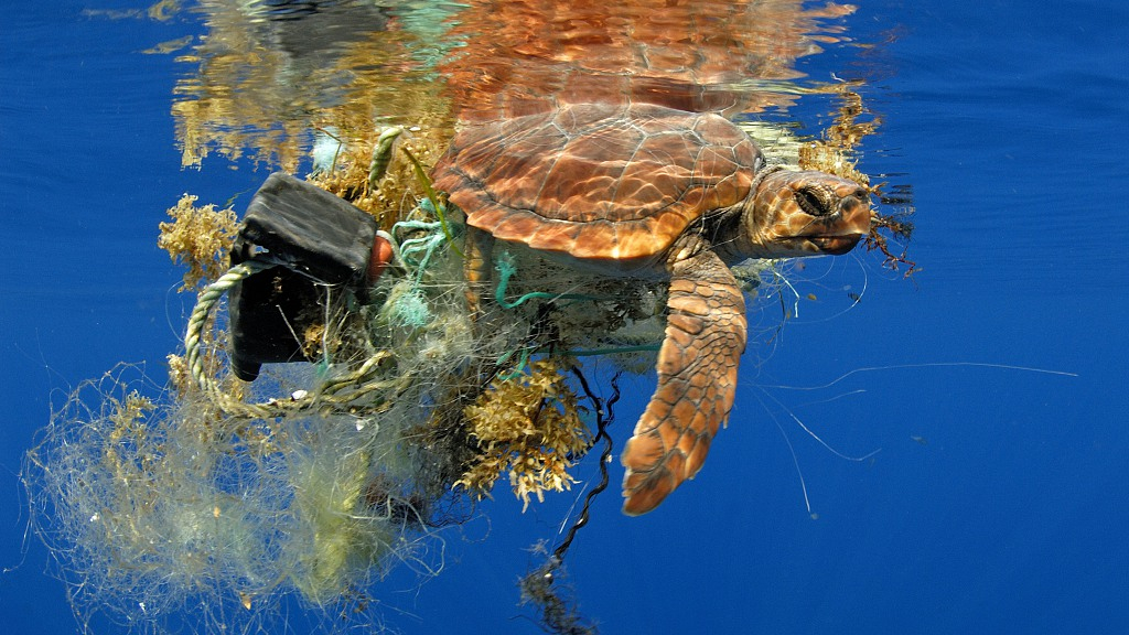 alt="An endangered marine turtle caught in fishing gear is rescued by Dubai Police"