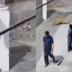 alt="A woman and children are attacked by an escaped pet lion on a busy street in Lahore"