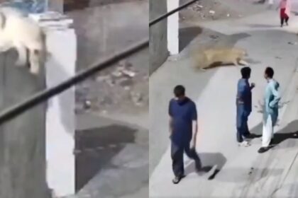 alt="A woman and children are attacked by an escaped pet lion on a busy street in Lahore"