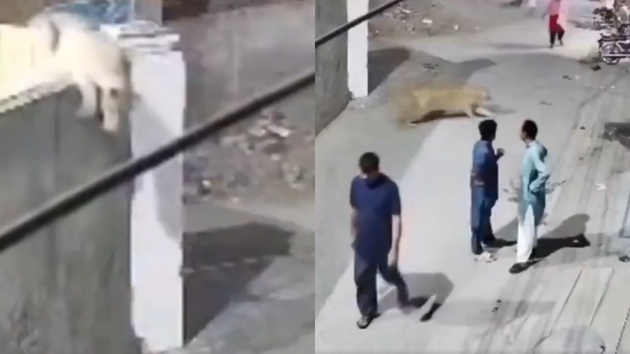alt="A woman and children are attacked by an escaped pet lion on a busy street in Lahore"