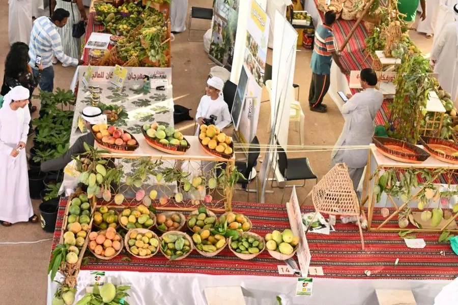 alt="Mango Mania Hits Sharjah: Huge Turnout at Khorfakkan Mango Festival"