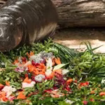 alt="Fans from all around the world swarm the Thailand Zoo to celebrate Moo Deng's first birthday"