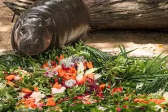 alt="Fans from all around the world swarm the Thailand Zoo to celebrate Moo Deng's first birthday"