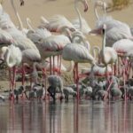 alt="ead-study-highlights-abu-dhabis-crucial-role-in-global-bird-migration"