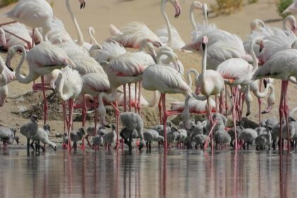 alt="ead-study-highlights-abu-dhabis-crucial-role-in-global-bird-migration"