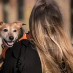 alt="how-an-indian-womans-love-for-her-senior-dog-in-dubai-sparked-hope-for-fellow-caregivers"